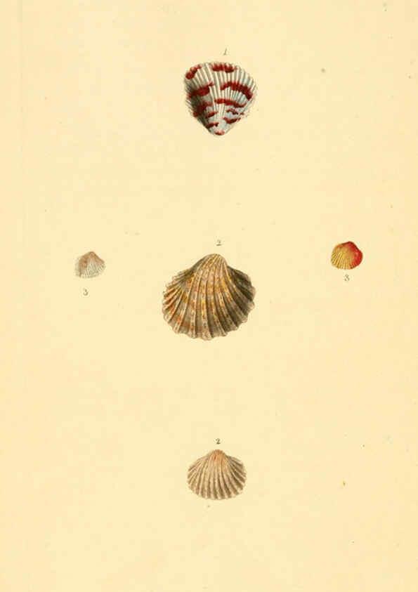 Reproducción/Reproduction 6126634583: The natural history of British shells. v.1-3. London :Printed for the Author, and for F.C. and J. Rivington, by Bye and Law,1800-1804