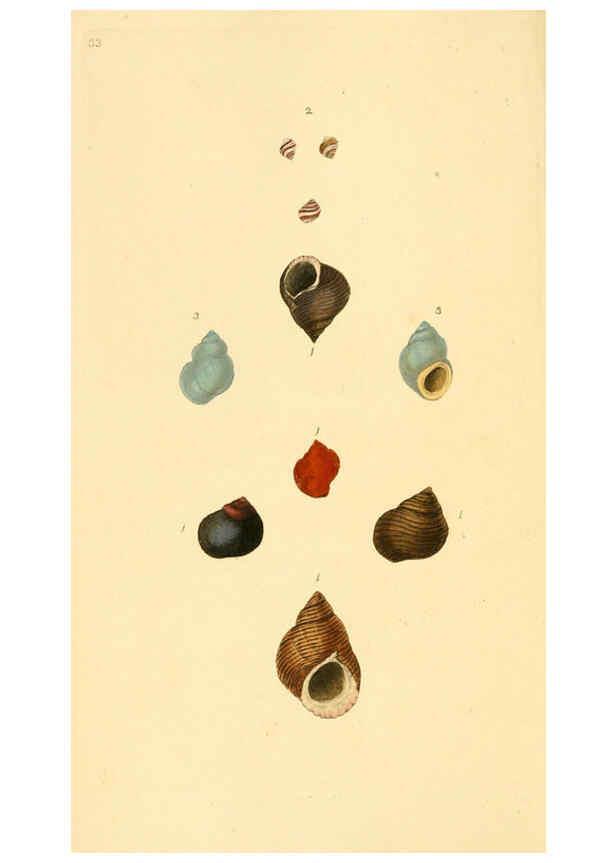 Reproducción/Reproduction 6126634765: The natural history of British shells. v.1-3. London :Printed for the Author, and for F.C. and J. Rivington, by Bye and Law,1800-1804