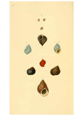 Reproducción/Reproduction 6126634765: The natural history of British shells. v.1-3. London :Printed for the Author, and for F.C. and J. Rivington, by Bye and Law,1800-1804