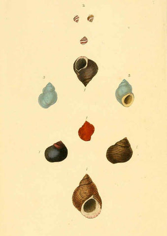 Reproducción/Reproduction 6126634765: The natural history of British shells. v.1-3. London :Printed for the Author, and for F.C. and J. Rivington, by Bye and Law,1800-1804