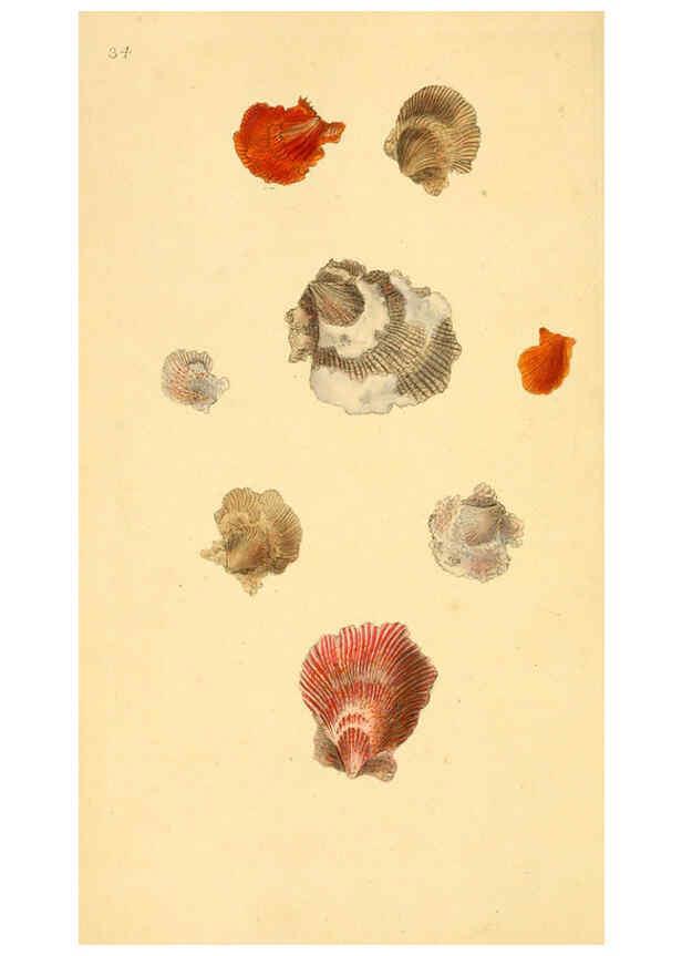 Reproducción/Reproduction 6126634943: The natural history of British shells. v.1-3. London :Printed for the Author, and for F.C. and J. Rivington, by Bye and Law,1800-1804