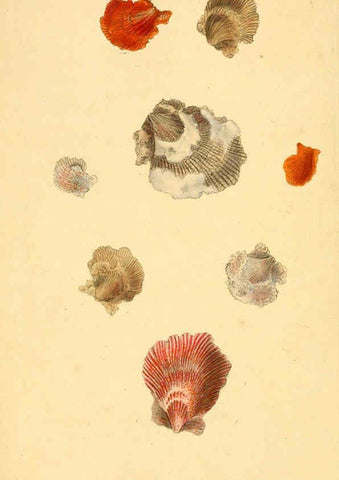 Reproducción/Reproduction 6126634943: The natural history of British shells. v.1-3. London :Printed for the Author, and for F.C. and J. Rivington, by Bye and Law,1800-1804
