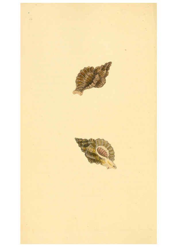 Reproducción/Reproduction 6126635343: The natural history of British shells. v.1-3. London :Printed for the Author, and for F.C. and J. Rivington, by Bye and Law,1800-1804