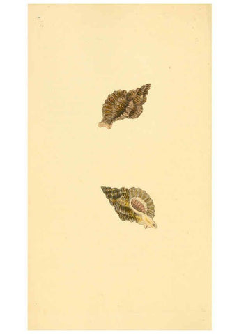 Reproducción/Reproduction 6126635343: The natural history of British shells. v.1-3. London :Printed for the Author, and for F.C. and J. Rivington, by Bye and Law,1800-1804