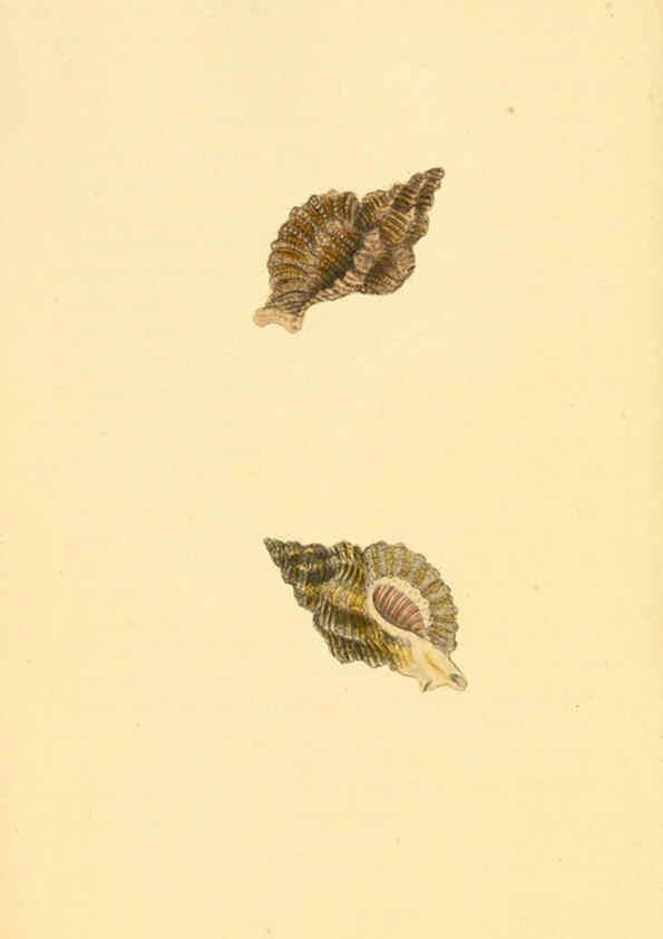 Reproducción/Reproduction 6126635343: The natural history of British shells. v.1-3. London :Printed for the Author, and for F.C. and J. Rivington, by Bye and Law,1800-1804