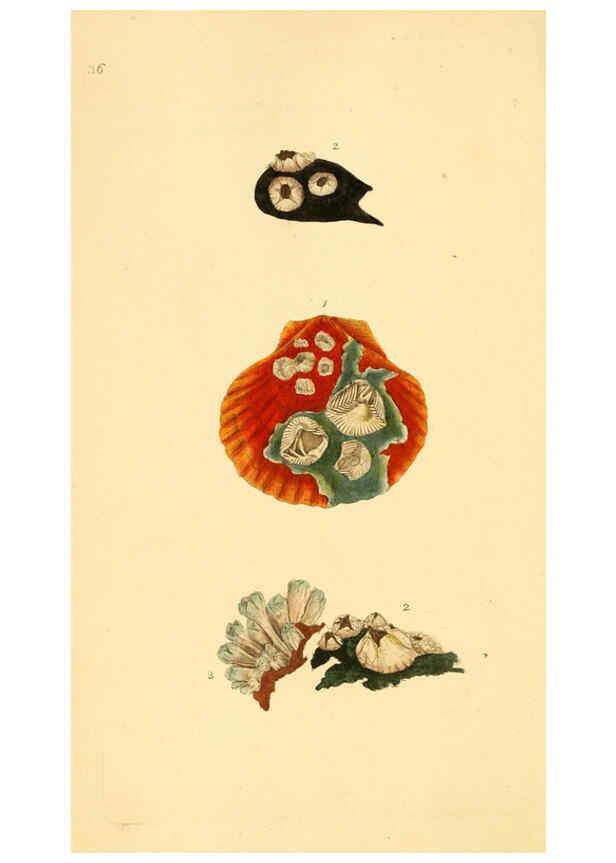 Reproducción/Reproduction 6127182450: The natural history of British shells. v.1-3. London :Printed for the Author, and for F.C. and J. Rivington, by Bye and Law,1800-1804