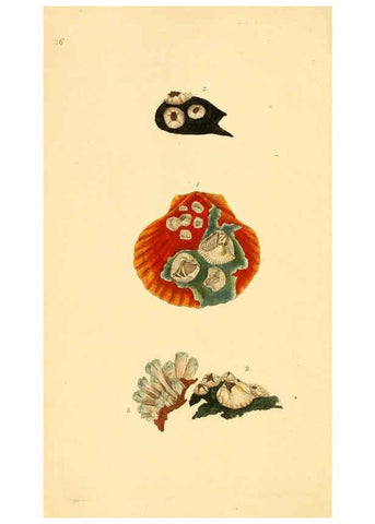 Reproducción/Reproduction 6127182450: The natural history of British shells. v.1-3. London :Printed for the Author, and for F.C. and J. Rivington, by Bye and Law,1800-1804