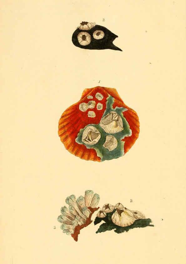 Reproducción/Reproduction 6127182450: The natural history of British shells. v.1-3. London :Printed for the Author, and for F.C. and J. Rivington, by Bye and Law,1800-1804