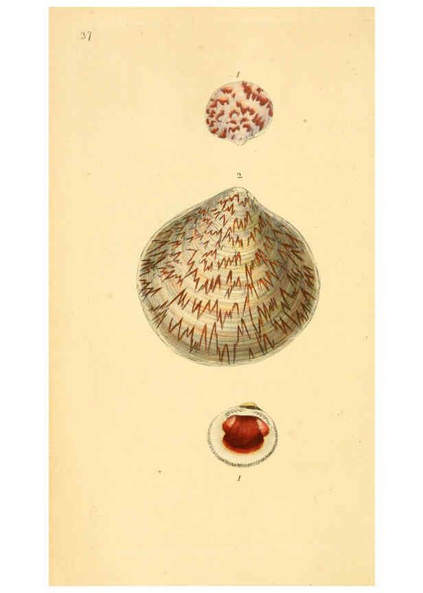 Reproducción/Reproduction 6127182618: The natural history of British shells. v.1-3. London :Printed for the Author, and for F.C. and J. Rivington, by Bye and Law,1800-1804