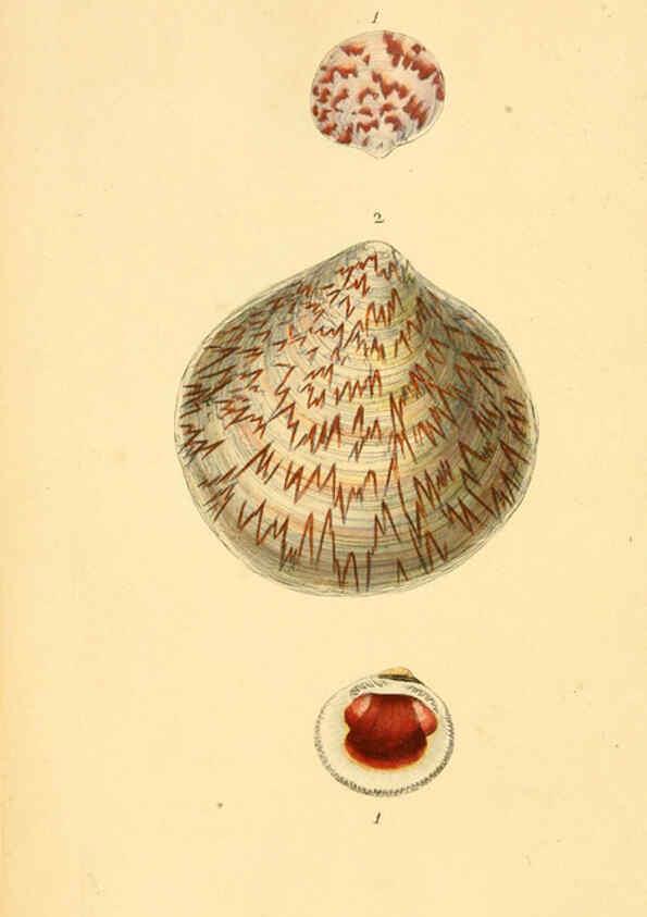 Reproducción/Reproduction 6127182618: The natural history of British shells. v.1-3. London :Printed for the Author, and for F.C. and J. Rivington, by Bye and Law,1800-1804