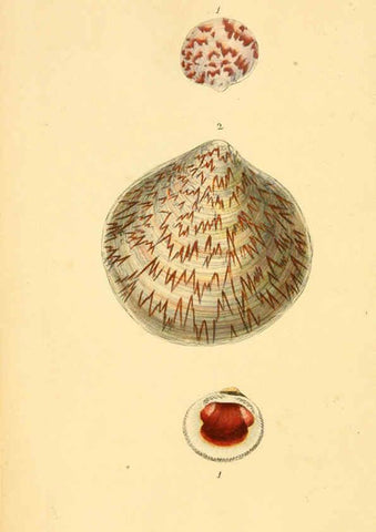 Reproducción/Reproduction 6127182618: The natural history of British shells. v.1-3. London :Printed for the Author, and for F.C. and J. Rivington, by Bye and Law,1800-1804