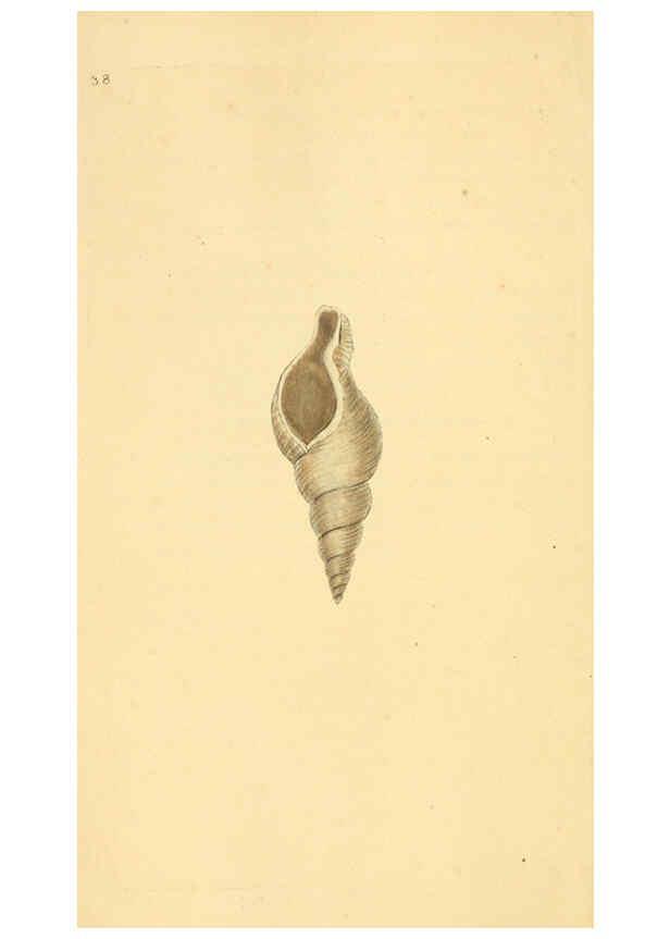 Reproducción/Reproduction 6126635881: The natural history of British shells. v.1-3. London :Printed for the Author, and for F.C. and J. Rivington, by Bye and Law,1800-1804