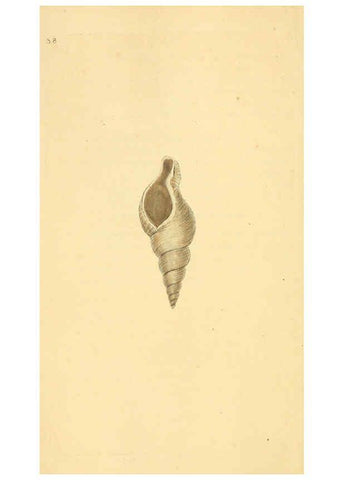 Reproducción/Reproduction 6126635881: The natural history of British shells. v.1-3. London :Printed for the Author, and for F.C. and J. Rivington, by Bye and Law,1800-1804