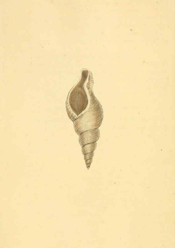 Reproducción/Reproduction 6126635881: The natural history of British shells. v.1-3. London :Printed for the Author, and for F.C. and J. Rivington, by Bye and Law,1800-1804