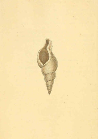 Reproducción/Reproduction 6126635881: The natural history of British shells. v.1-3. London :Printed for the Author, and for F.C. and J. Rivington, by Bye and Law,1800-1804