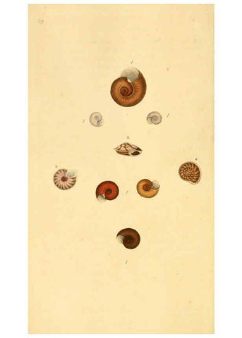 Reproducción/Reproduction 6127183012: The natural history of British shells. v.1-3. London :Printed for the Author, and for F.C. and J. Rivington, by Bye and Law,1800-1804