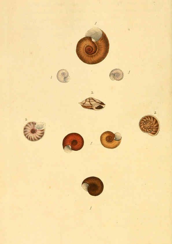 Reproducción/Reproduction 6127183012: The natural history of British shells. v.1-3. London :Printed for the Author, and for F.C. and J. Rivington, by Bye and Law,1800-1804