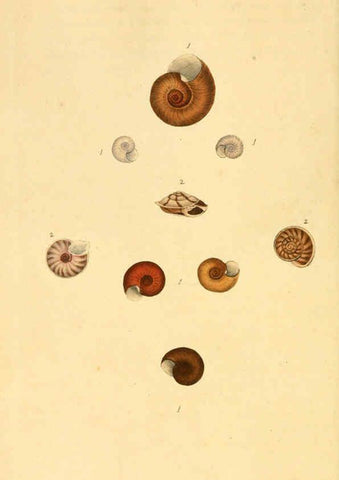 Reproducción/Reproduction 6127183012: The natural history of British shells. v.1-3. London :Printed for the Author, and for F.C. and J. Rivington, by Bye and Law,1800-1804