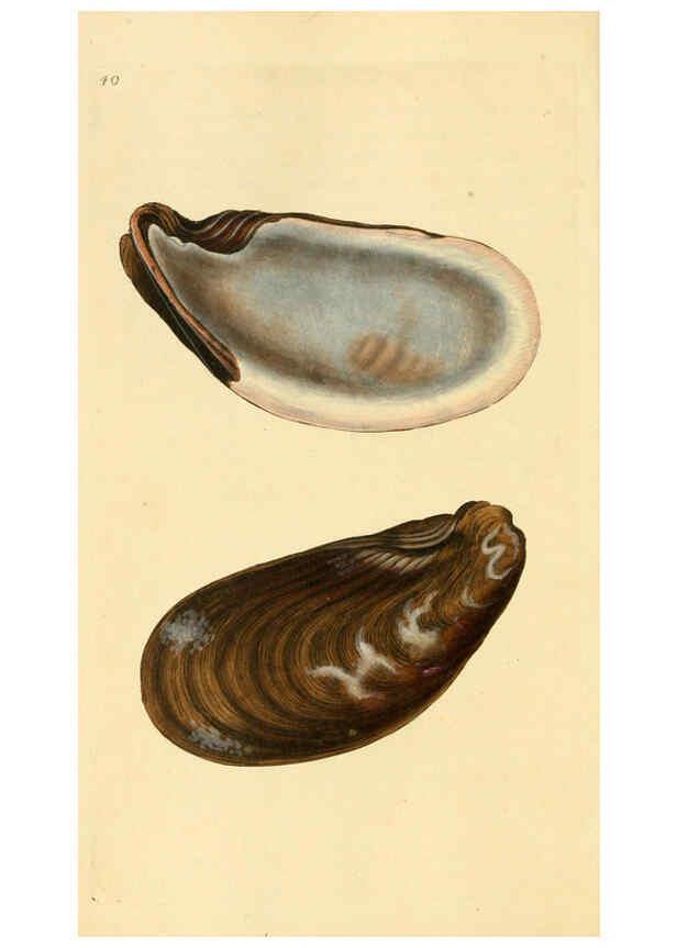 Reproducción/Reproduction 6127183172: The natural history of British shells. v.1-3. London :Printed for the Author, and for F.C. and J. Rivington, by Bye and Law,1800-1804
