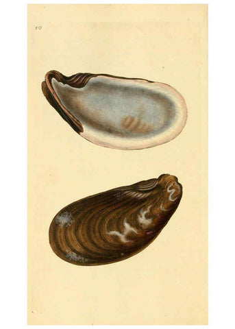 Reproducción/Reproduction 6127183172: The natural history of British shells. v.1-3. London :Printed for the Author, and for F.C. and J. Rivington, by Bye and Law,1800-1804