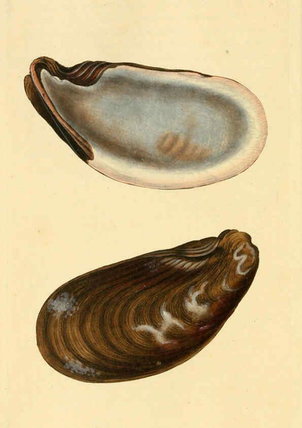 Reproducción/Reproduction 6127183172: The natural history of British shells. v.1-3. London :Printed for the Author, and for F.C. and J. Rivington, by Bye and Law,1800-1804