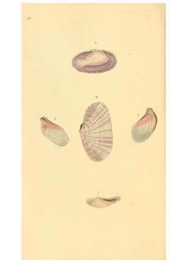 Reproducción/Reproduction 6127183420: The natural history of British shells. v.1-3. London :Printed for the Author, and for F.C. and J. Rivington, by Bye and Law,1800-1804