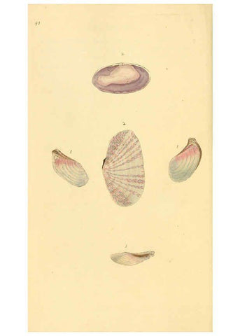 Reproducción/Reproduction 6127183420: The natural history of British shells. v.1-3. London :Printed for the Author, and for F.C. and J. Rivington, by Bye and Law,1800-1804