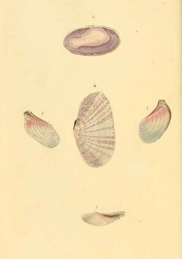 Reproducción/Reproduction 6127183420: The natural history of British shells. v.1-3. London :Printed for the Author, and for F.C. and J. Rivington, by Bye and Law,1800-1804