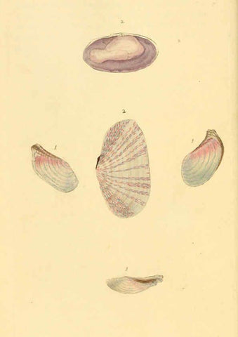 Reproducción/Reproduction 6127183420: The natural history of British shells. v.1-3. London :Printed for the Author, and for F.C. and J. Rivington, by Bye and Law,1800-1804