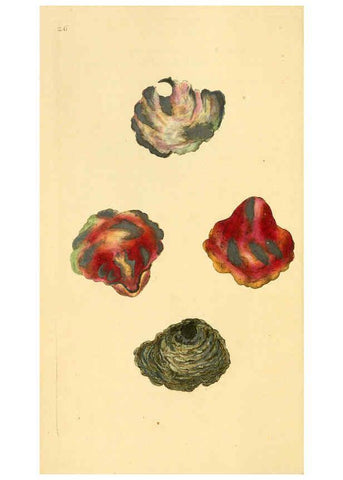 Reproducción/Reproduction 6126632973: The natural history of British shells. v.1-3. London :Printed for the Author, and for F.C. and J. Rivington, by Bye and Law,1800-1804