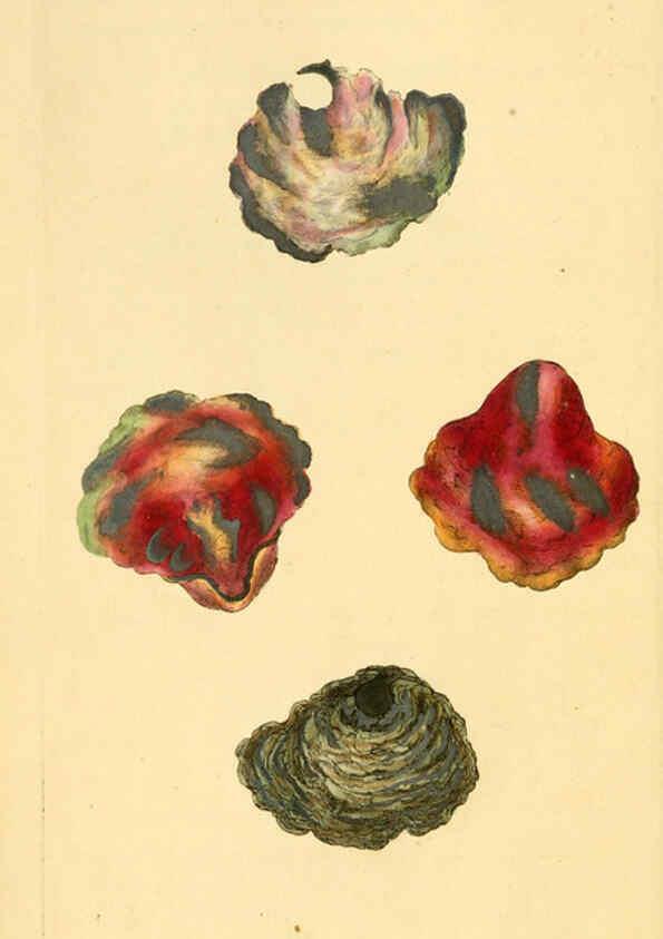 Reproducción/Reproduction 6126632973: The natural history of British shells. v.1-3. London :Printed for the Author, and for F.C. and J. Rivington, by Bye and Law,1800-1804