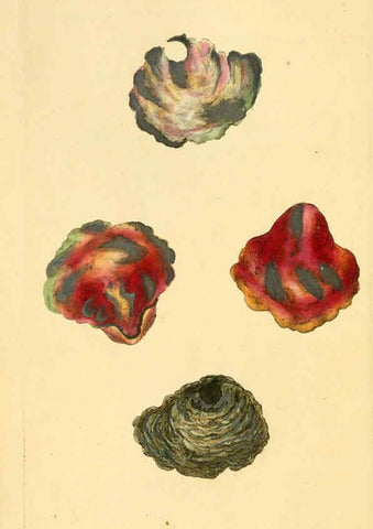 Reproducción/Reproduction 6126632973: The natural history of British shells. v.1-3. London :Printed for the Author, and for F.C. and J. Rivington, by Bye and Law,1800-1804