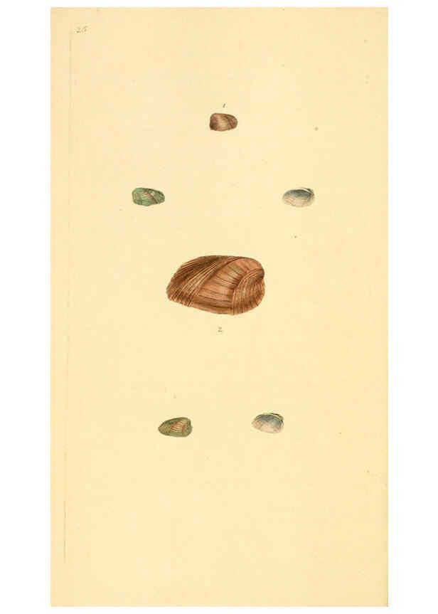 Reproducción/Reproduction 6126632713: The natural history of British shells. v.1-3. London :Printed for the Author, and for F.C. and J. Rivington, by Bye and Law,1800-1804