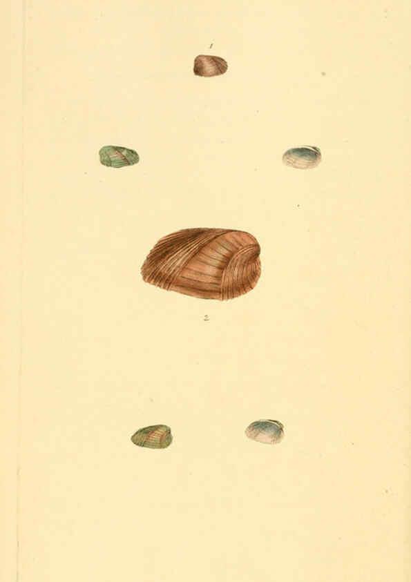 Reproducción/Reproduction 6126632713: The natural history of British shells. v.1-3. London :Printed for the Author, and for F.C. and J. Rivington, by Bye and Law,1800-1804