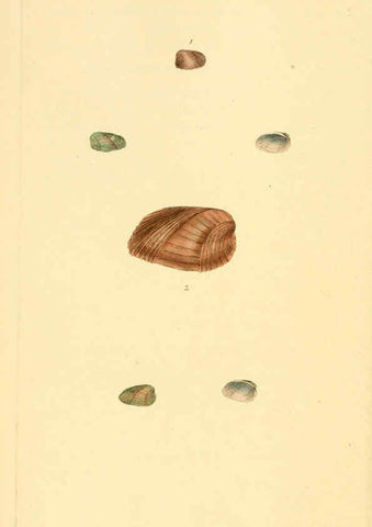 Reproducción/Reproduction 6126632713: The natural history of British shells. v.1-3. London :Printed for the Author, and for F.C. and J. Rivington, by Bye and Law,1800-1804