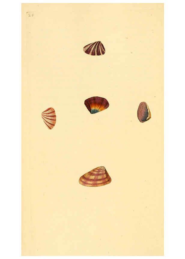 Reproducción/Reproduction 6127179412: The natural history of British shells. v.1-3. London :Printed for the Author, and for F.C. and J. Rivington, by Bye and Law,1800-1804