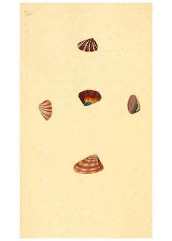 Reproducción/Reproduction 6127179412: The natural history of British shells. v.1-3. London :Printed for the Author, and for F.C. and J. Rivington, by Bye and Law,1800-1804