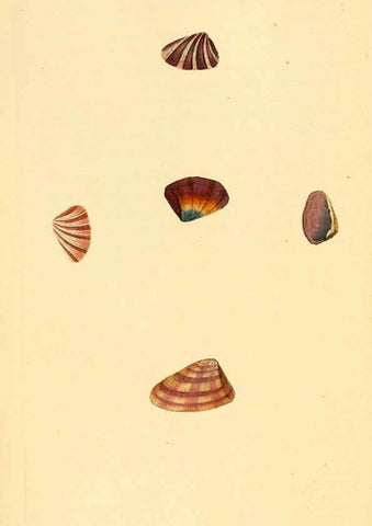 Reproducción/Reproduction 6127179412: The natural history of British shells. v.1-3. London :Printed for the Author, and for F.C. and J. Rivington, by Bye and Law,1800-1804