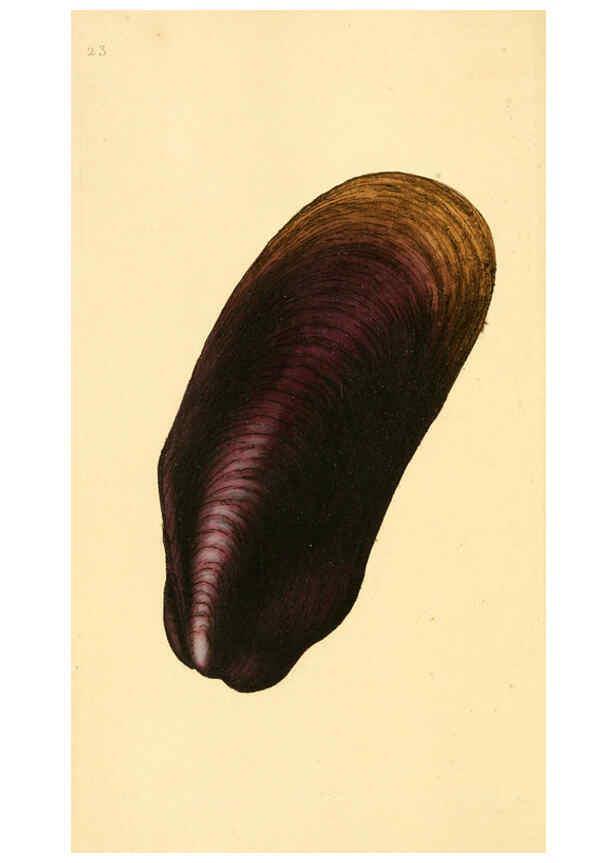 Reproducción/Reproduction 6126631865: The natural history of British shells. v.1-3. London :Printed for the Author, and for F.C. and J. Rivington, by Bye and Law,1800-1804