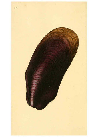 Reproducción/Reproduction 6126631865: The natural history of British shells. v.1-3. London :Printed for the Author, and for F.C. and J. Rivington, by Bye and Law,1800-1804