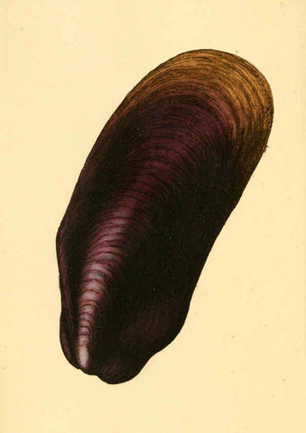 Reproducción/Reproduction 6126631865: The natural history of British shells. v.1-3. London :Printed for the Author, and for F.C. and J. Rivington, by Bye and Law,1800-1804