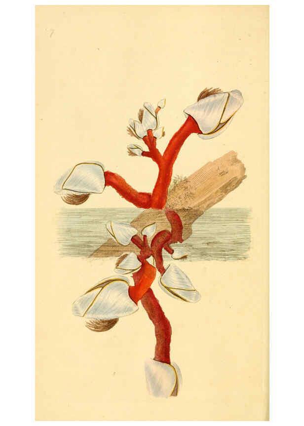 Reproducción/Reproduction 6127175464: The natural history of British shells. v.1-3. London :Printed for the Author, and for F.C. and J. Rivington, by Bye and Law,1800-1804