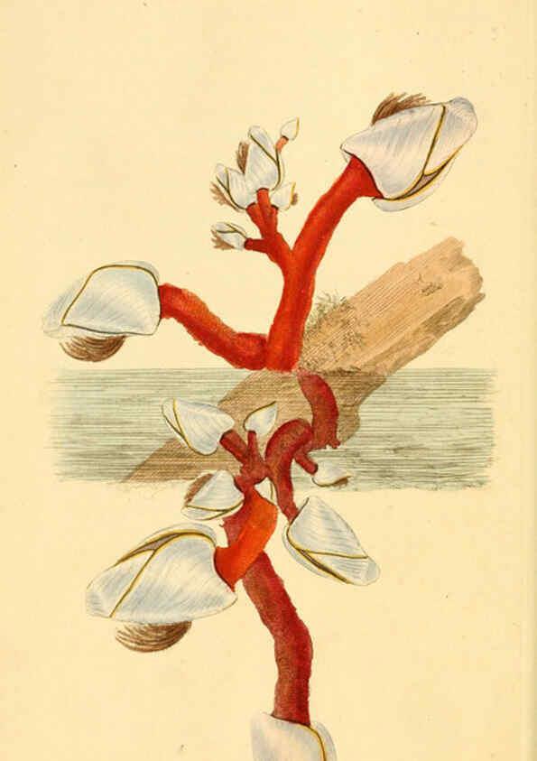 Reproducción/Reproduction 6127175464: The natural history of British shells. v.1-3. London :Printed for the Author, and for F.C. and J. Rivington, by Bye and Law,1800-1804