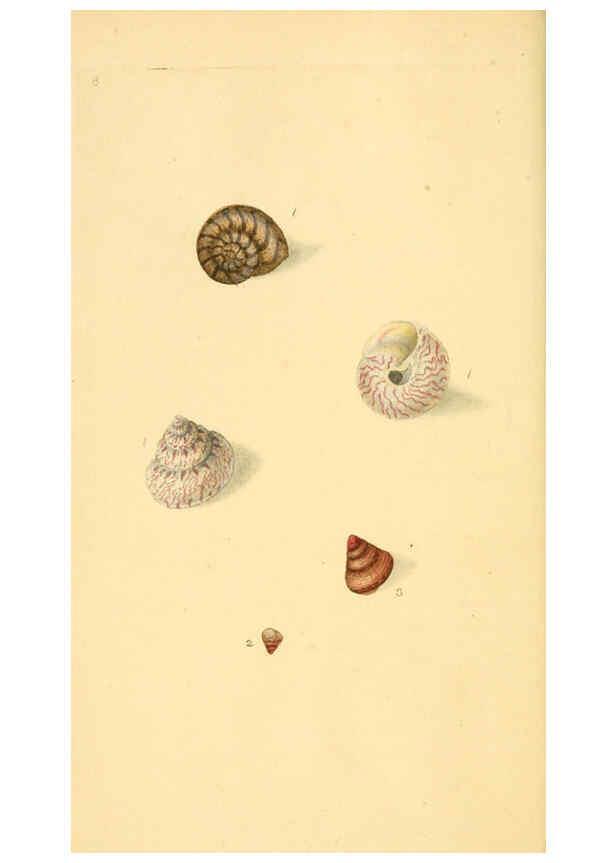 Reproducción/Reproduction 6127175660: The natural history of British shells. v.1-3. London :Printed for the Author, and for F.C. and J. Rivington, by Bye and Law,1800-1804