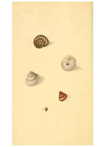 Reproducción/Reproduction 6127175660: The natural history of British shells. v.1-3. London :Printed for the Author, and for F.C. and J. Rivington, by Bye and Law,1800-1804