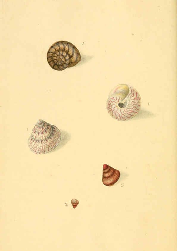 Reproducción/Reproduction 6127175660: The natural history of British shells. v.1-3. London :Printed for the Author, and for F.C. and J. Rivington, by Bye and Law,1800-1804