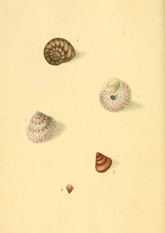 Reproducción/Reproduction 6127175660: The natural history of British shells. v.1-3. London :Printed for the Author, and for F.C. and J. Rivington, by Bye and Law,1800-1804