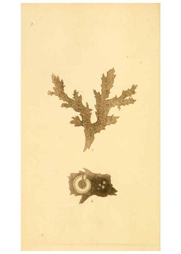 Reproducción/Reproduction 6127175850: The natural history of British shells. v.1-3. London :Printed for the Author, and for F.C. and J. Rivington, by Bye and Law,1800-1804