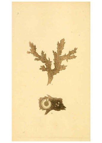 Reproducción/Reproduction 6127175850: The natural history of British shells. v.1-3. London :Printed for the Author, and for F.C. and J. Rivington, by Bye and Law,1800-1804