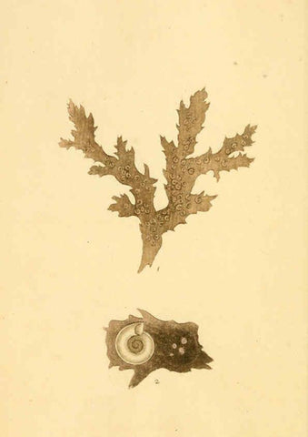 Reproducción/Reproduction 6127175850: The natural history of British shells. v.1-3. London :Printed for the Author, and for F.C. and J. Rivington, by Bye and Law,1800-1804